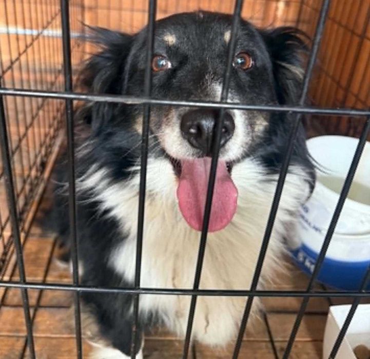 Border Collie mix szuka domu schronisko Zgierz -aktualne