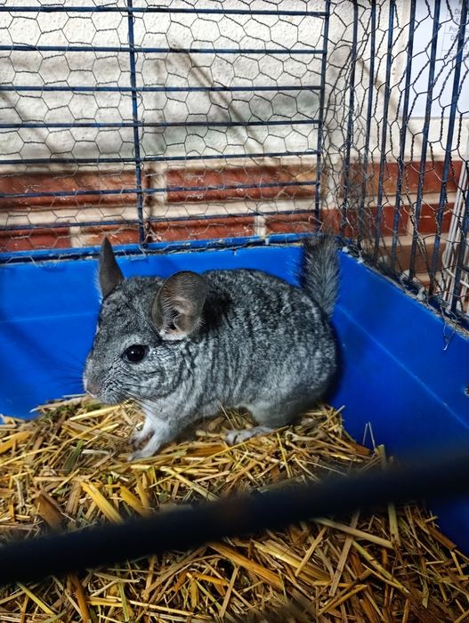 Chinchilla macho jovem