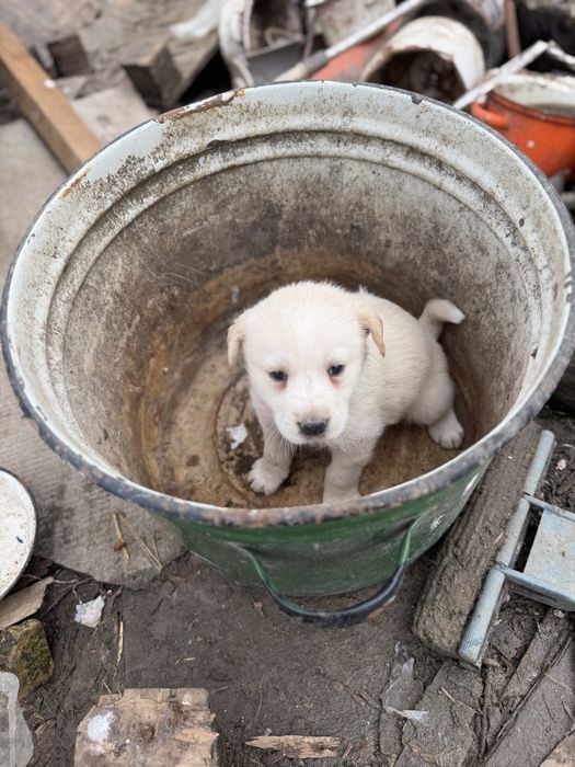 Щенки метисы лабрадора