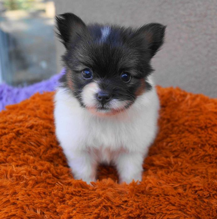 мини девочка папильон