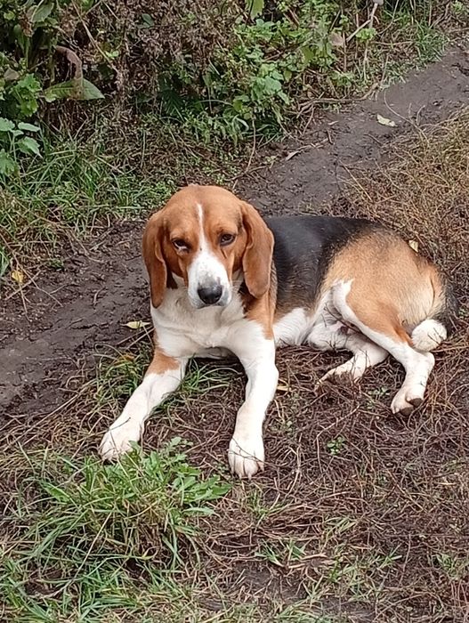 Віддам в добрі руки песика породи Бігель 2 роки