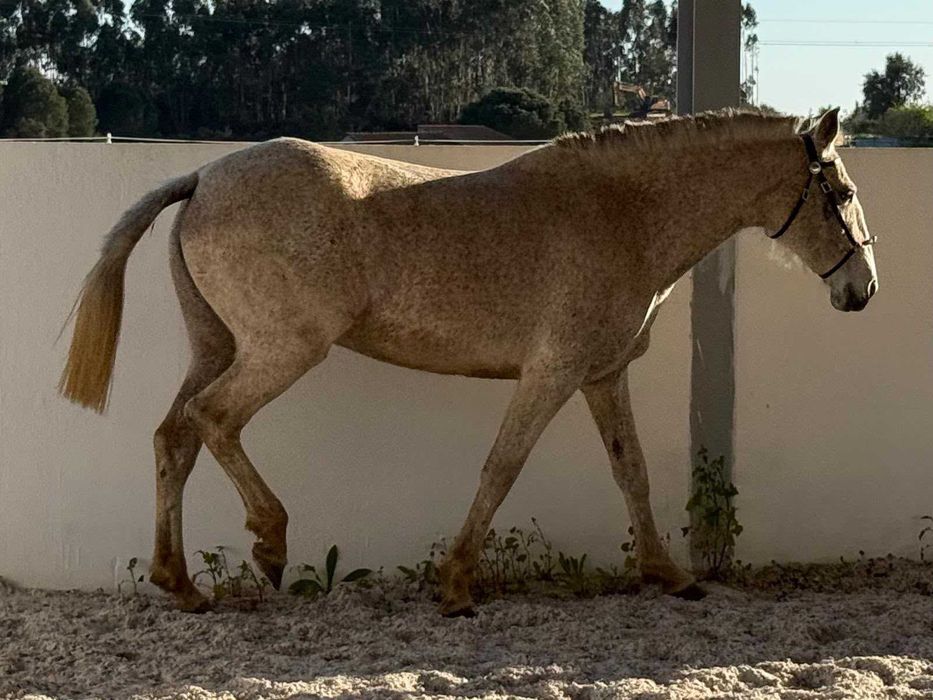 Égua Puro Sangue Lusitano Pontuada