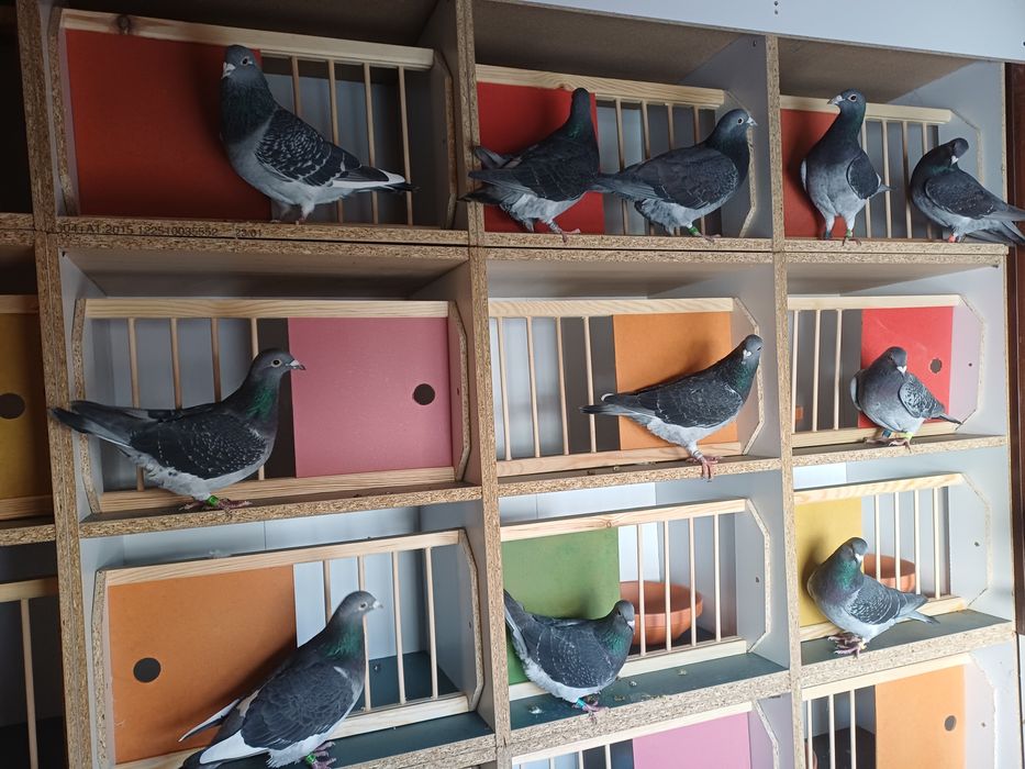 Golebie Ardeny m.buijk