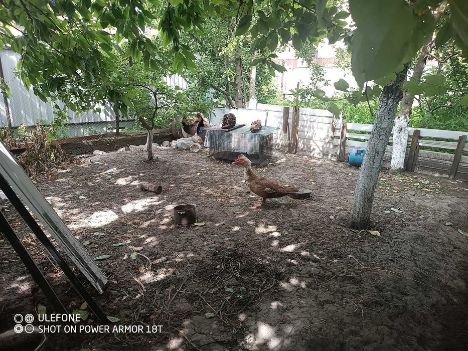 Продаж будинку в Тяжилові