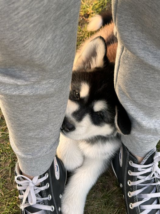 Zapowiedź miotu Alaskan Malamute – Sassenach of Joniec FCI