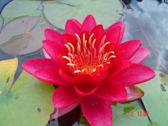 Rośliny do oczka wodnego i stawu