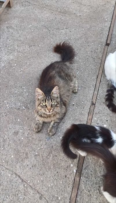 Кошечки в ответственные, добрые, любящие руки.