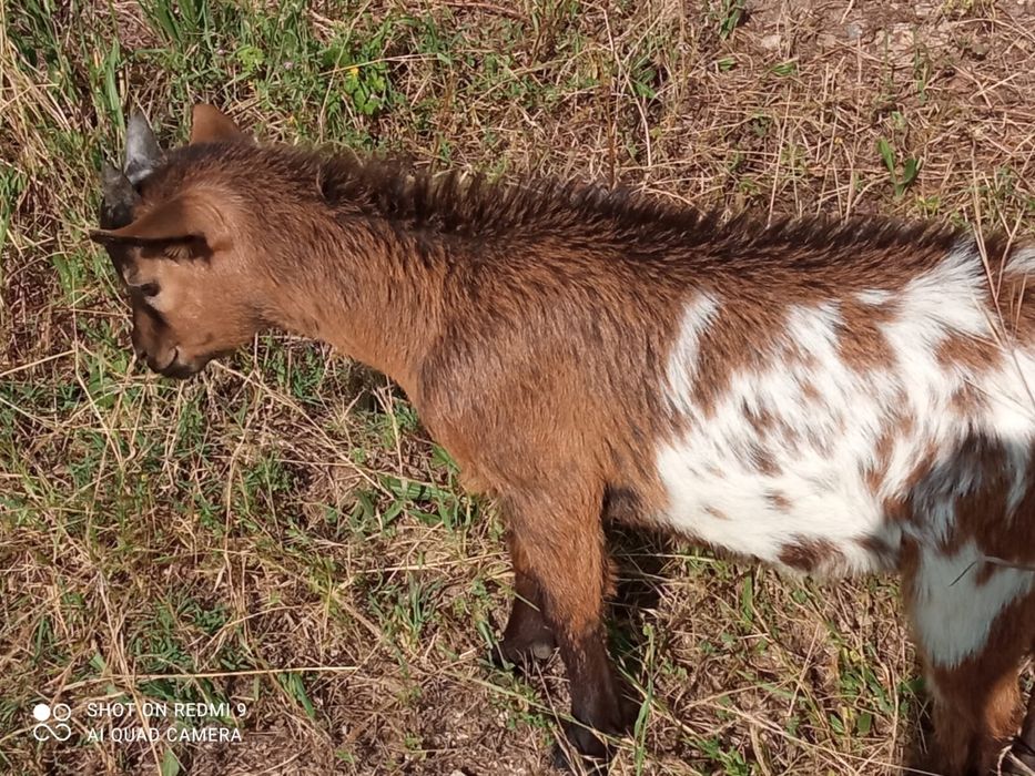 Cabrito anão macho com 3 meses