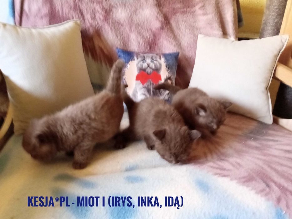 Kocurek brytyjski cynamonowy rodowód FPL