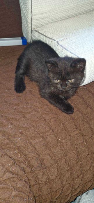 кошинята британьські та шотланські