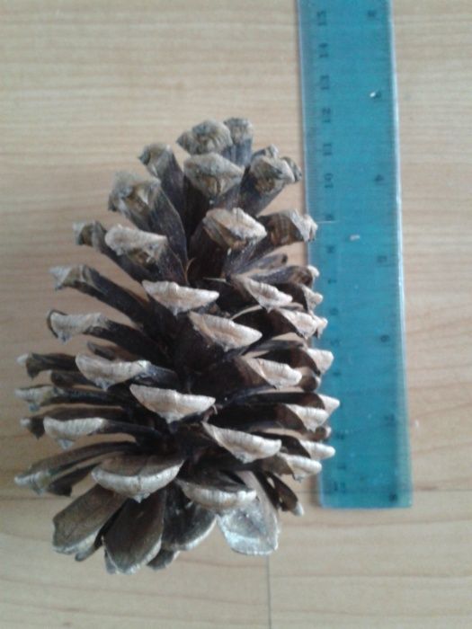 Szyszki sosny duże 9-14cm