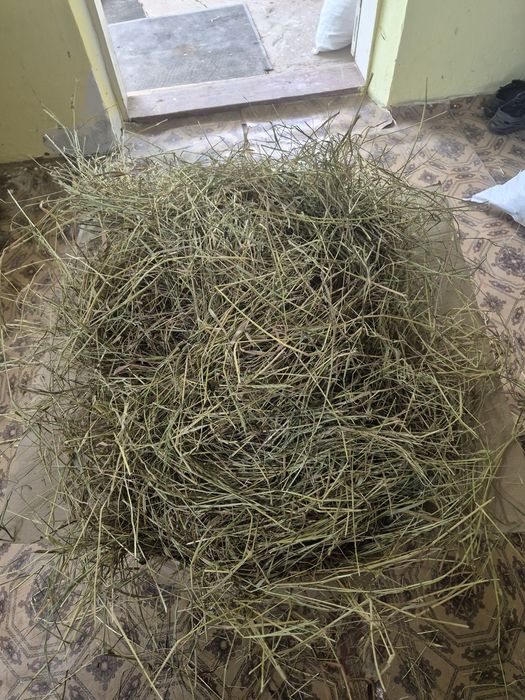 Продам сіно можу відправити поштою .