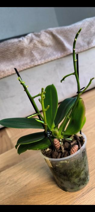 Орхидея темна ароматить