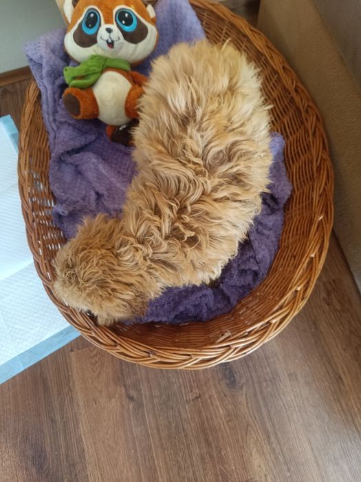 Pudel miniaturowy - Cocker spaniel -Cockapoo