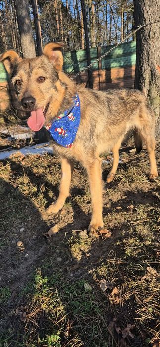 Wesoły roczny psiak do adopcji