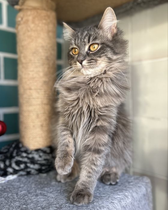 Пухнаста сибірська кішка 7-8 місяців