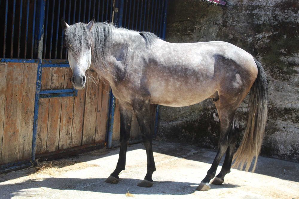 Cavalo Lusitano
