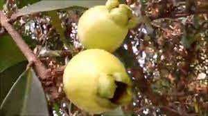 Jambolão - Jambo Amarelo