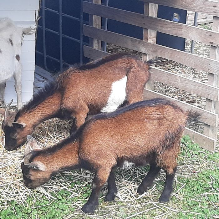 Vendo cabritas femeas