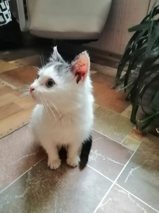 Миле кошеня хлопчик