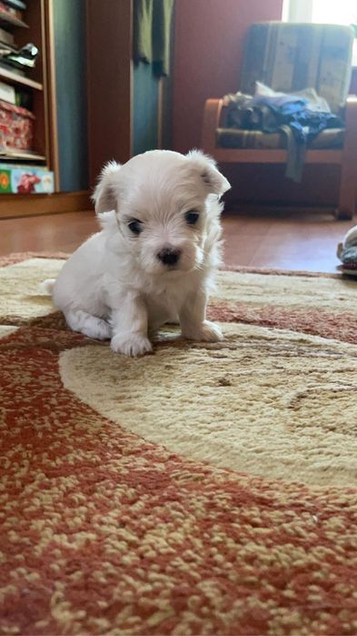 Maltańczyk szczeniak piękna suczka.