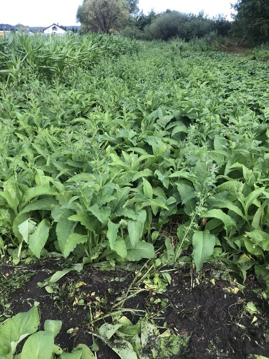 Żywokost lekarski cała roślina - sadzonka 6,0 zł. / szt.