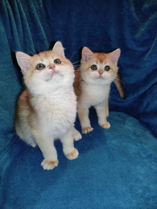 По літній ціні пропонується діточки британці золотої шиншили