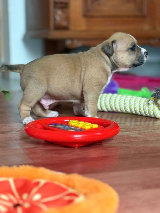Najmocniejszy samczyk w miocie AMSTAFF ZKWP FCI