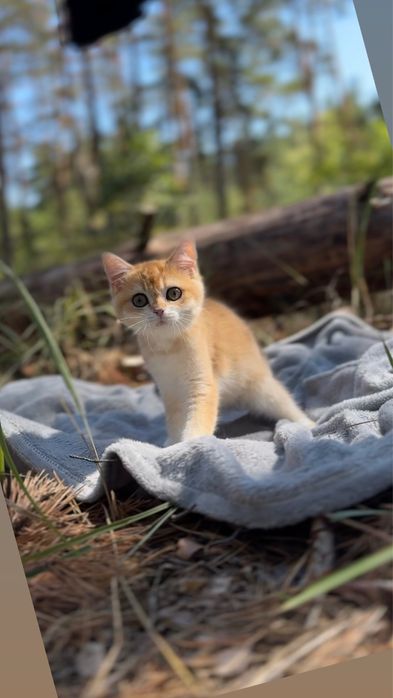 Кошенята шиншила п маленькі шотландські прямовухі красунчики