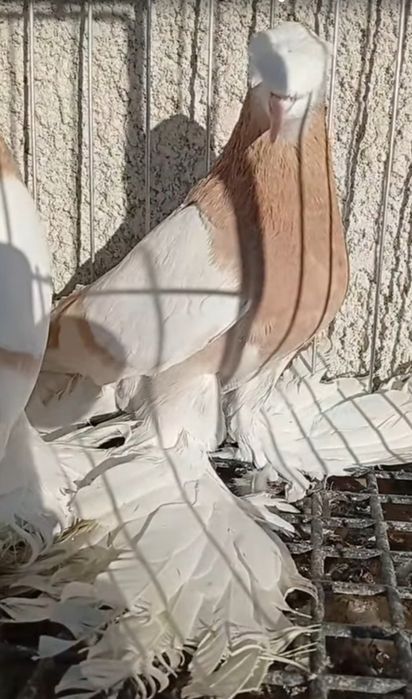 Птиця декоративна