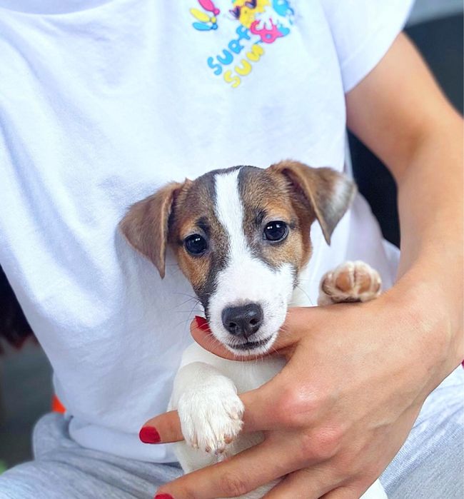 Джек рассел чудова манюня