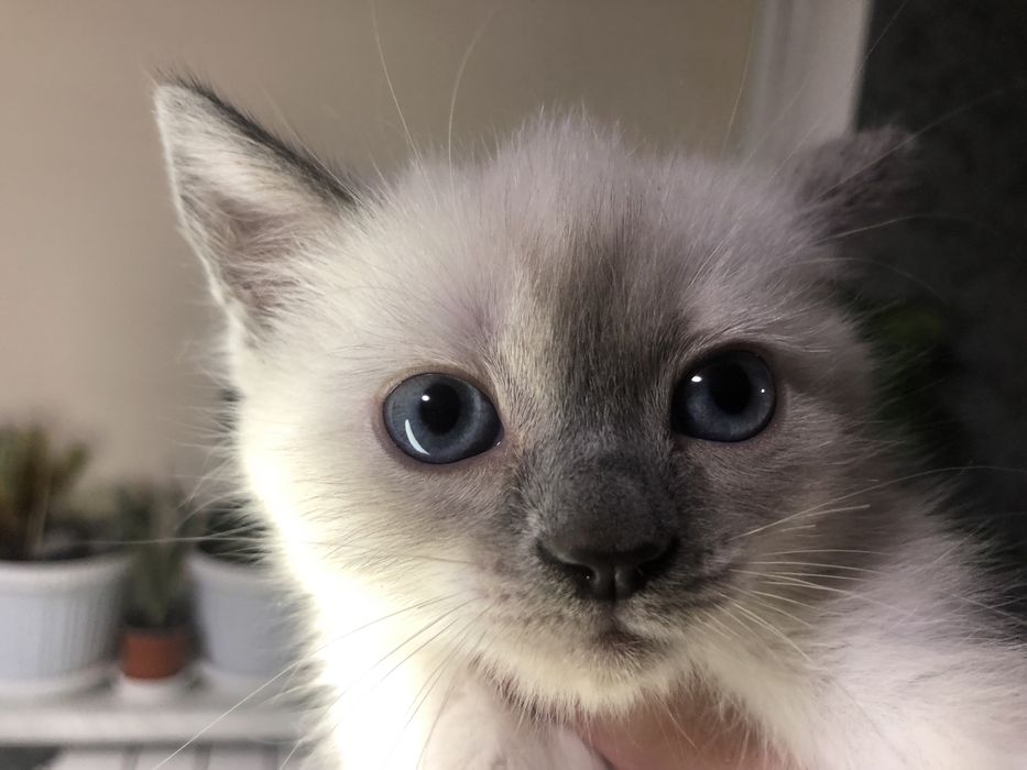 Тайские котята элитные, голубоглазые