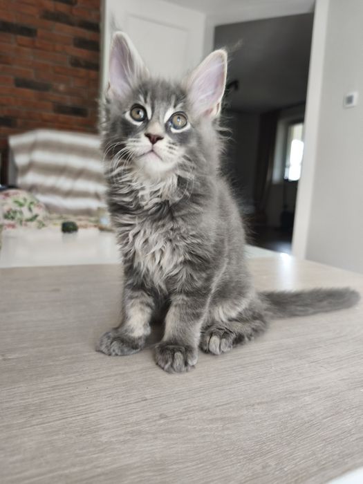 Axel Maine coon niebieski