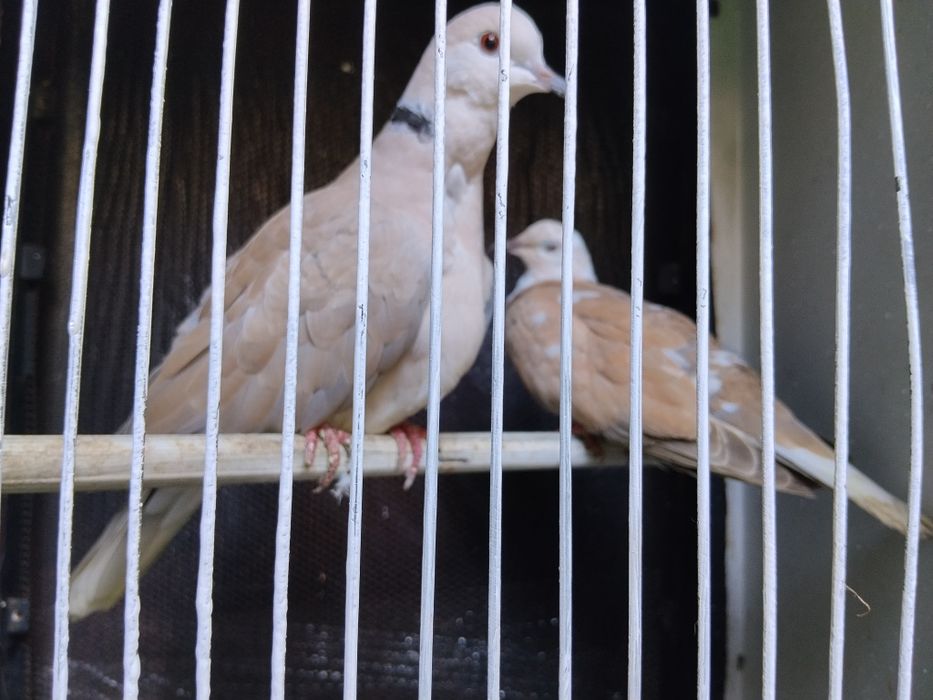 Troco por peixes