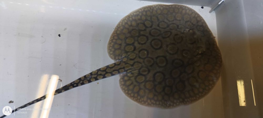 Płaszczka plamista  (Potamotrygon motoro) . Cetarius