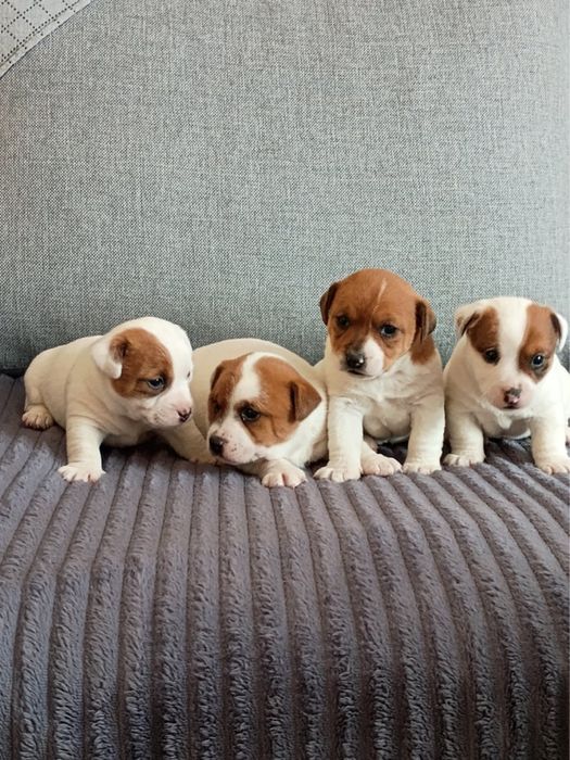 Jack russell terrier szczeniak