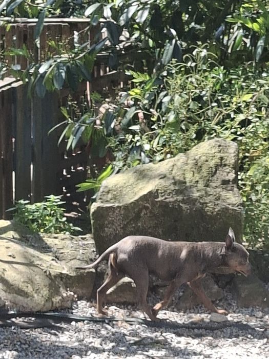 Pinsher macho cinza 2 anos