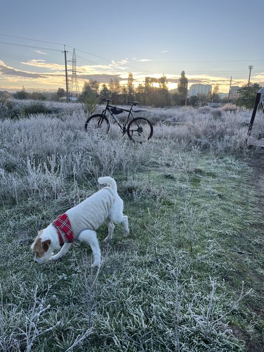Парсон Рассел Терьер (жесткий), Вязка, кобель