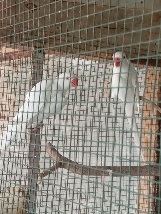 Casal ringneck albino