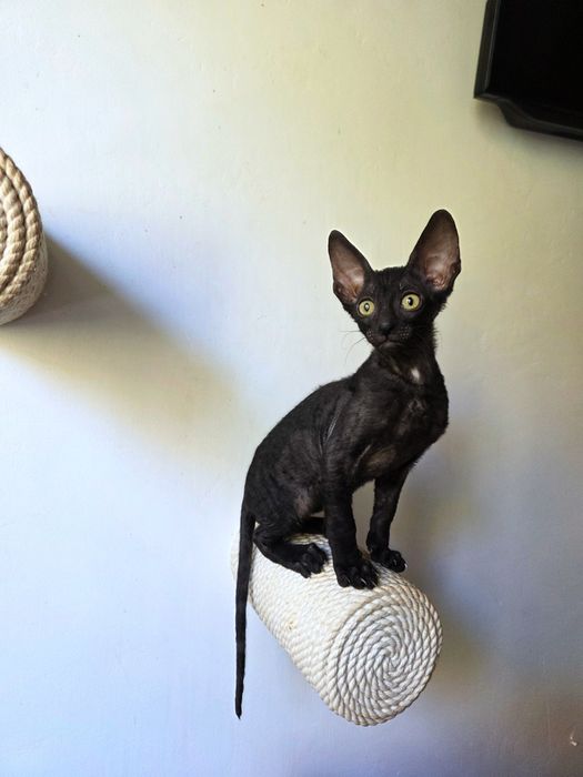 Кошеня Корніш рекс хлопчик