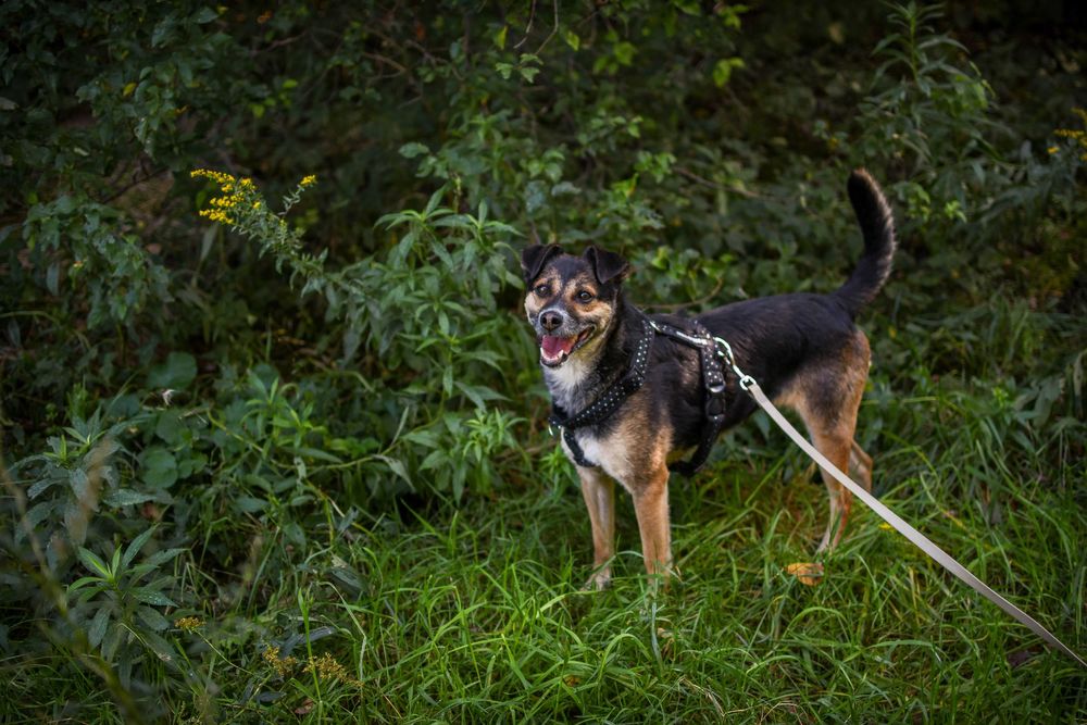 Tinajka czeka na swój dom w schronisku