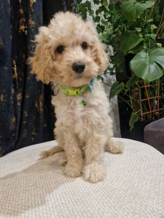 Piesek cockapoo f1b pies