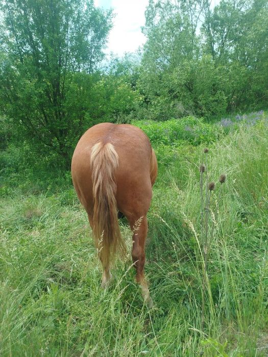 Продам дві кобилі і лоша