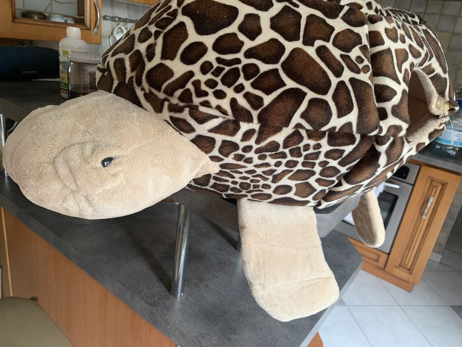 Domek kotu Żółwik