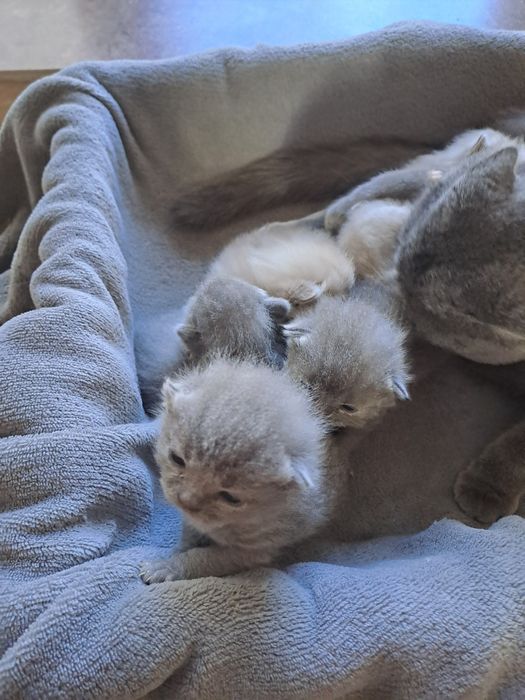 Шотландські кошенята