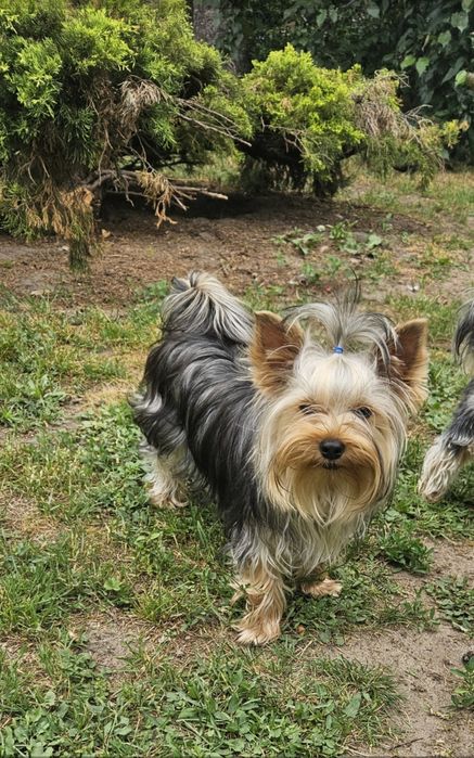 Piesek Yorkshire Terrier rodzice badania DNA