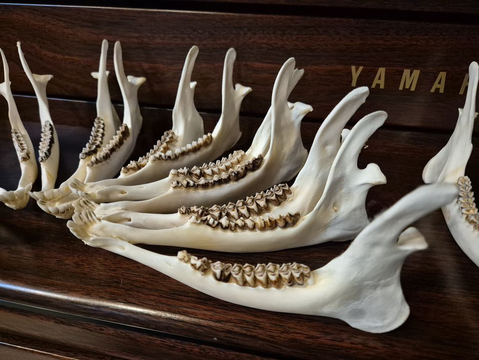 Zuchwa szczęka sarny jelonek zęby czaszka