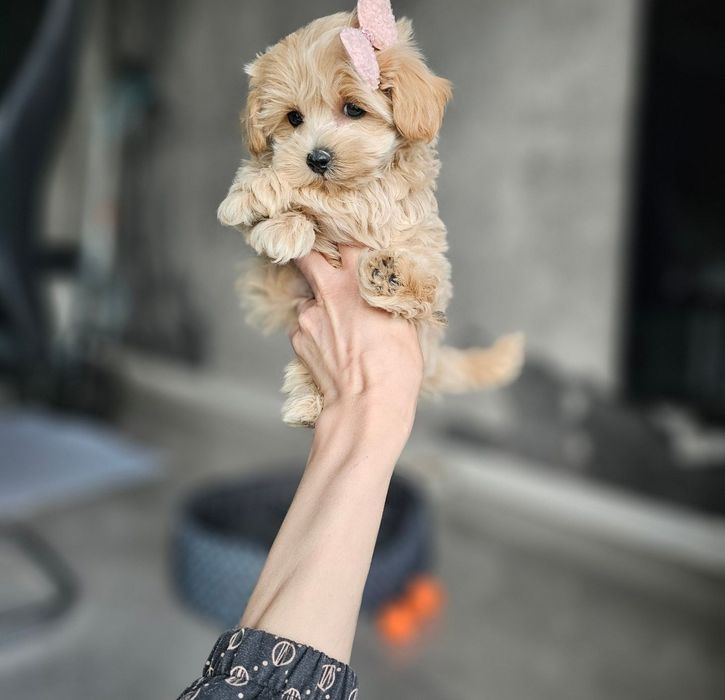Zjawiskowa Dziewczynka  Maltipoo