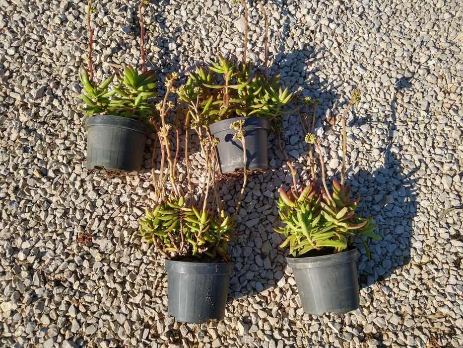 Planta Crassula nudicaulis