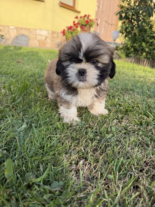 Shih-Tzu piękny piesek gotowy do odbioru !
